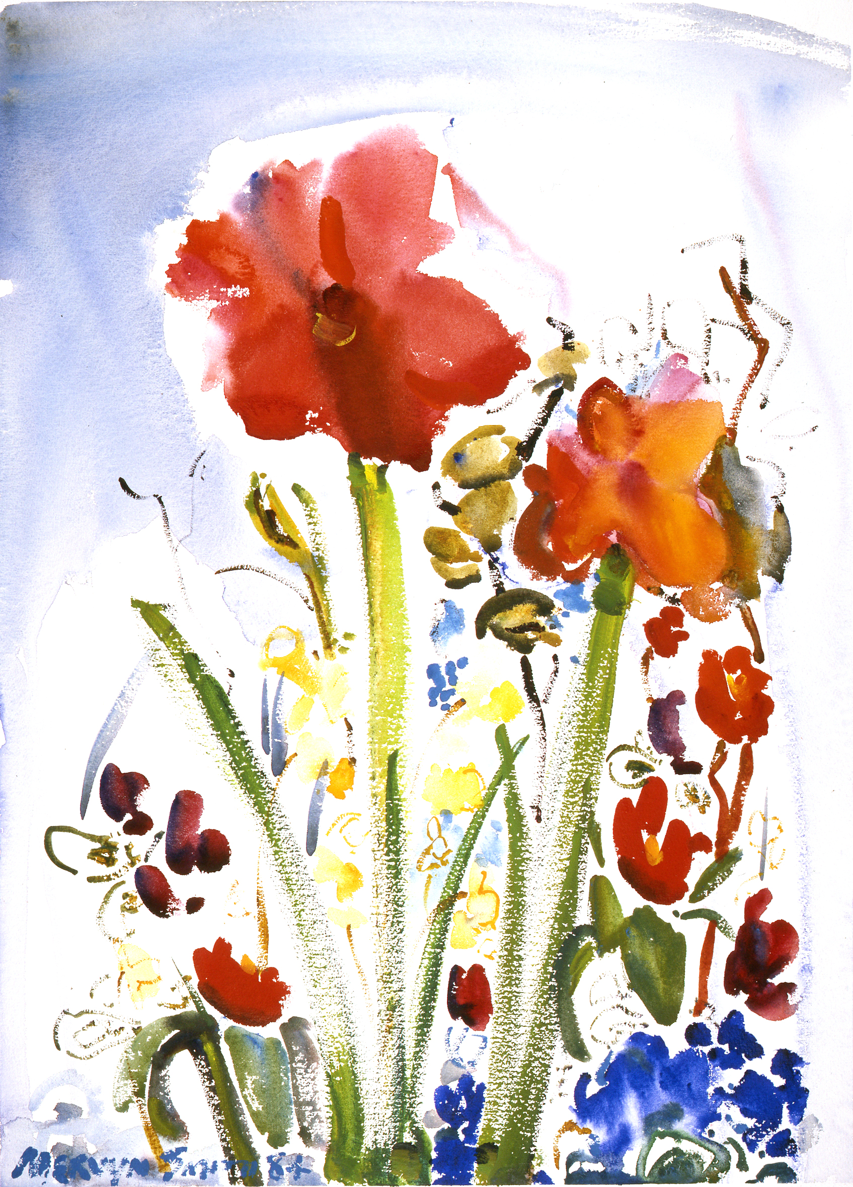 Hippeastrum and cinerarias